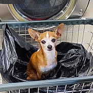 Peanut Butter is registered to the contest to win money with this photo: dog, chihuahua, small_dog, pet, laundromat, washing_machine, shopping_cart, metal, plastic_bag, ears, eyes, brown_white_fur, sitting, looking_at_camera, indoor, appliance, cute, portrait, animal, curious
