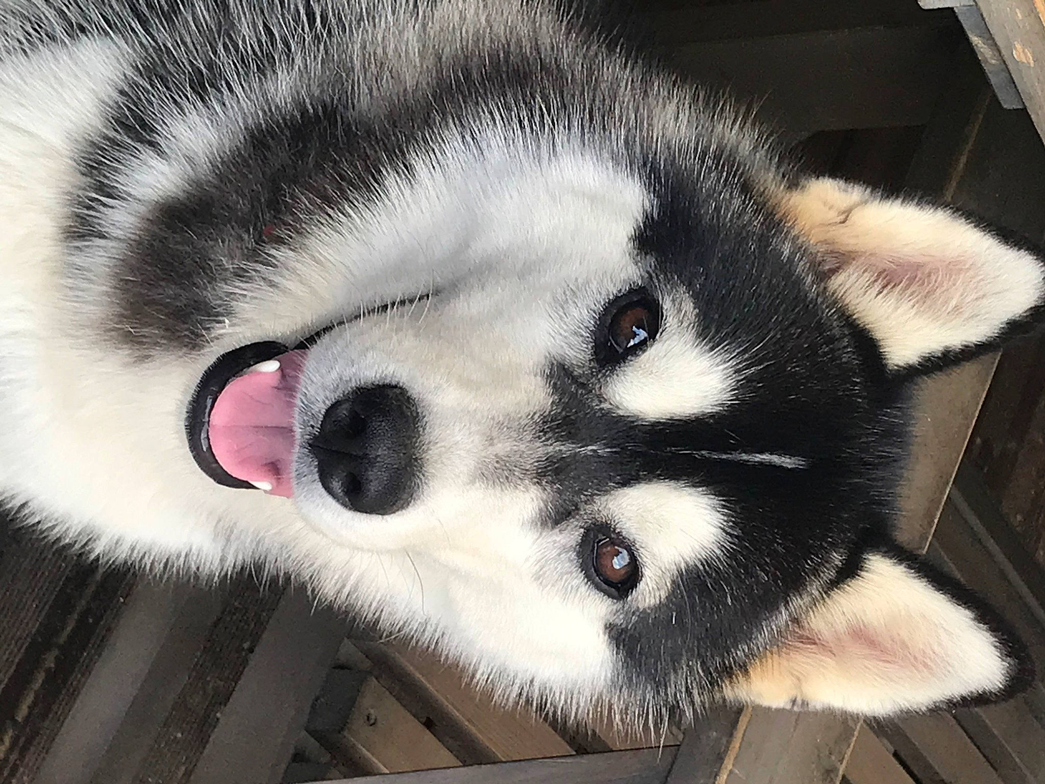 Paxie
