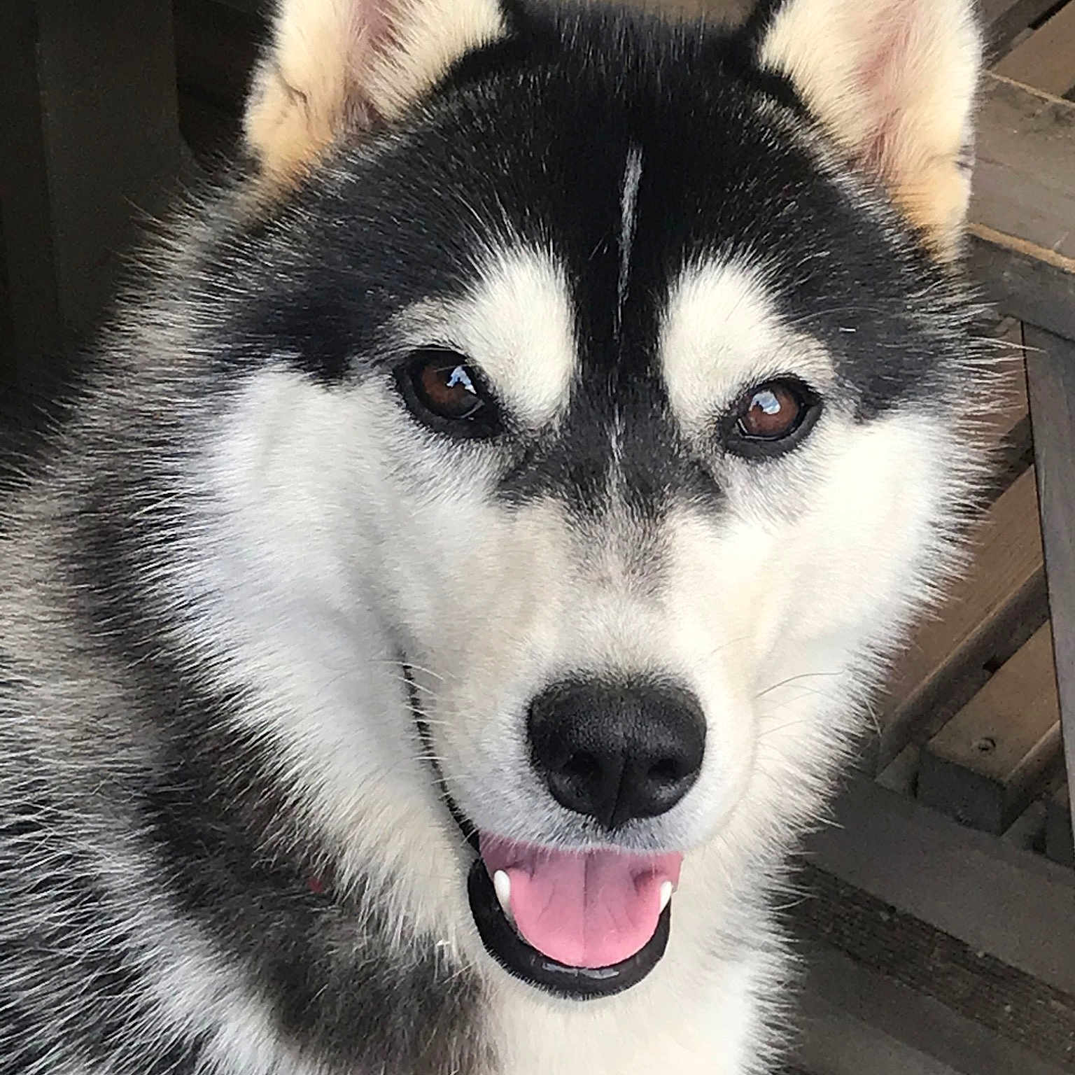 Paxie