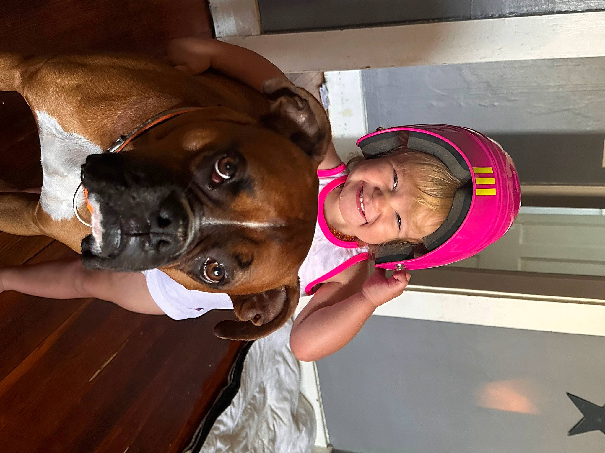 Laken joined the competition — help win amazing prizes! boxer, companion_dog, dog_breed, door, fawn, fun, fur, guard_dog, hat, joy, liver, person, room, smile, snout, sporting_group, working_animal