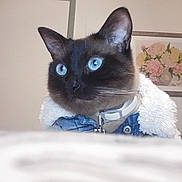 Nena is registered to the contest to win money with this photo: cat, siamese_cat, blue_eyes, pet, indoor, close_up, fur, whiskers, collar, jacket, cozy, portrait, animal, house, furniture, painting, floral_art, wall, cute, domestic_animal