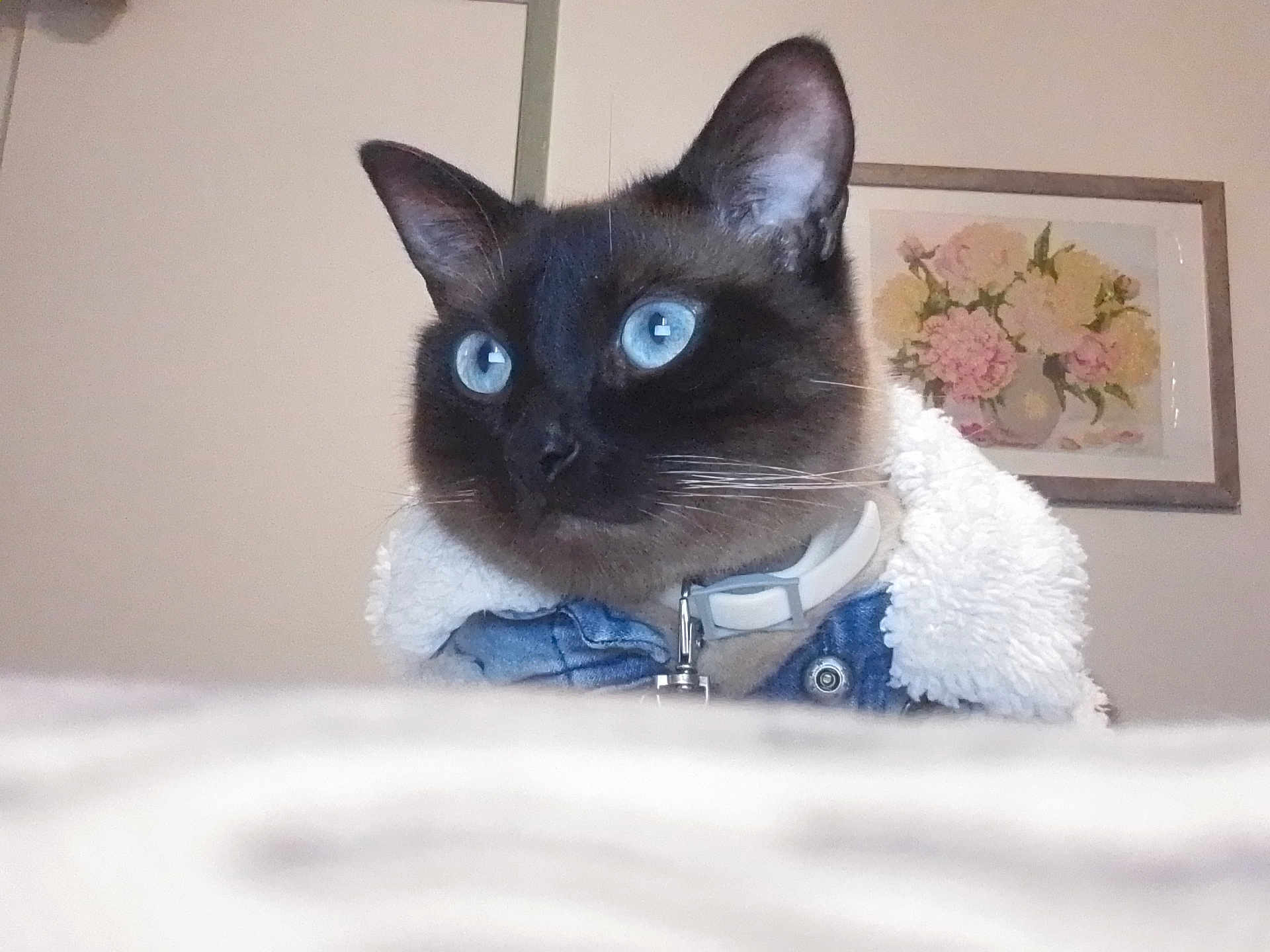 Nena is registered to the contest to win money with this photo: cat, siamese_cat, blue_eyes, pet, indoor, close_up, fur, whiskers, collar, jacket, cozy, portrait, animal, house, furniture, painting, floral_art, wall, cute, domestic_animal