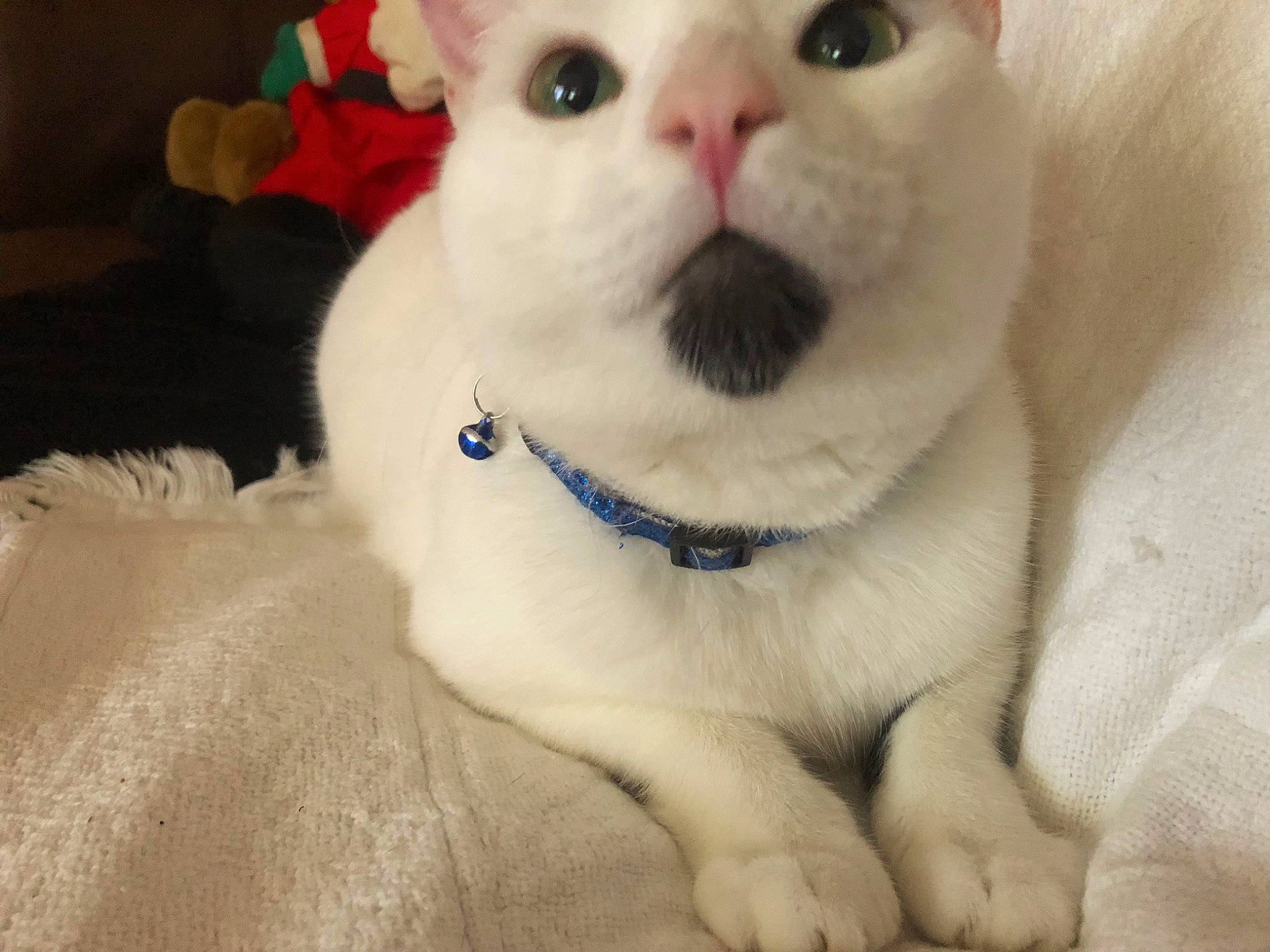 Charlie joined the competition — help win amazing prizes! carnivore, cat, collar, fawn, felidae, fur, small_to_medium_sized_cats, snout, terrestrial_animal, whiskers