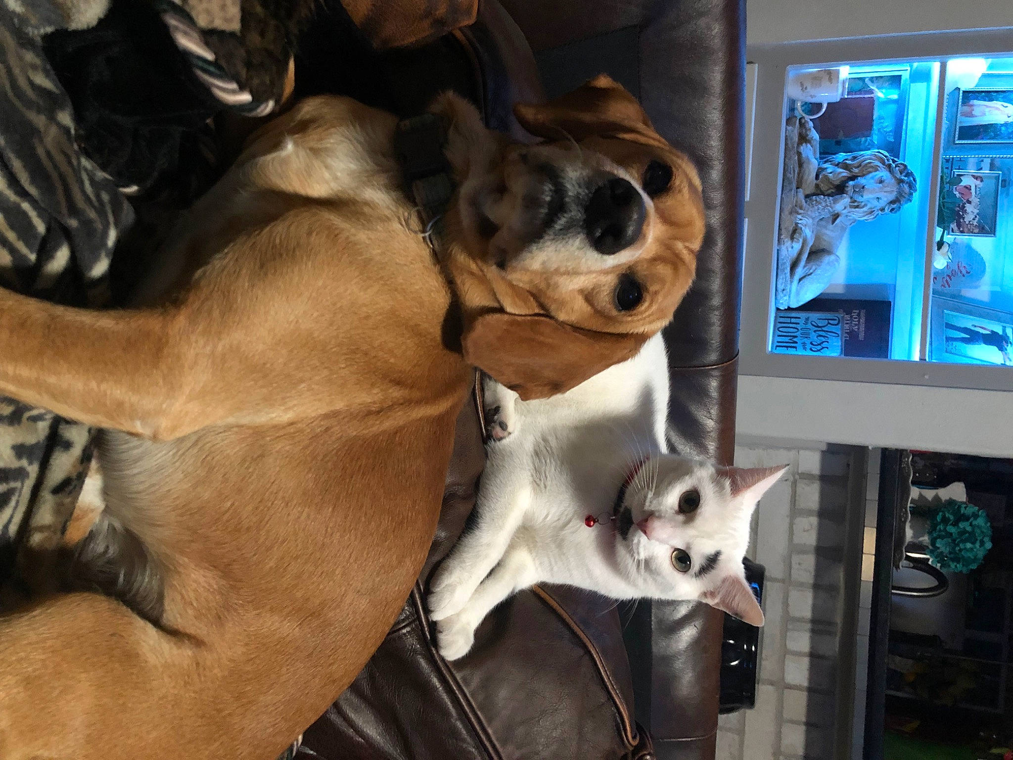 Charlie joined the competition — help win amazing prizes! canidae, carnivore, cat, collar, companion_dog, dog, dog_breed, door, fawn, felidae, fur, guard_dog, paw, picture_frame, snout, sporting_group, tail, television, whiskers, working_animal