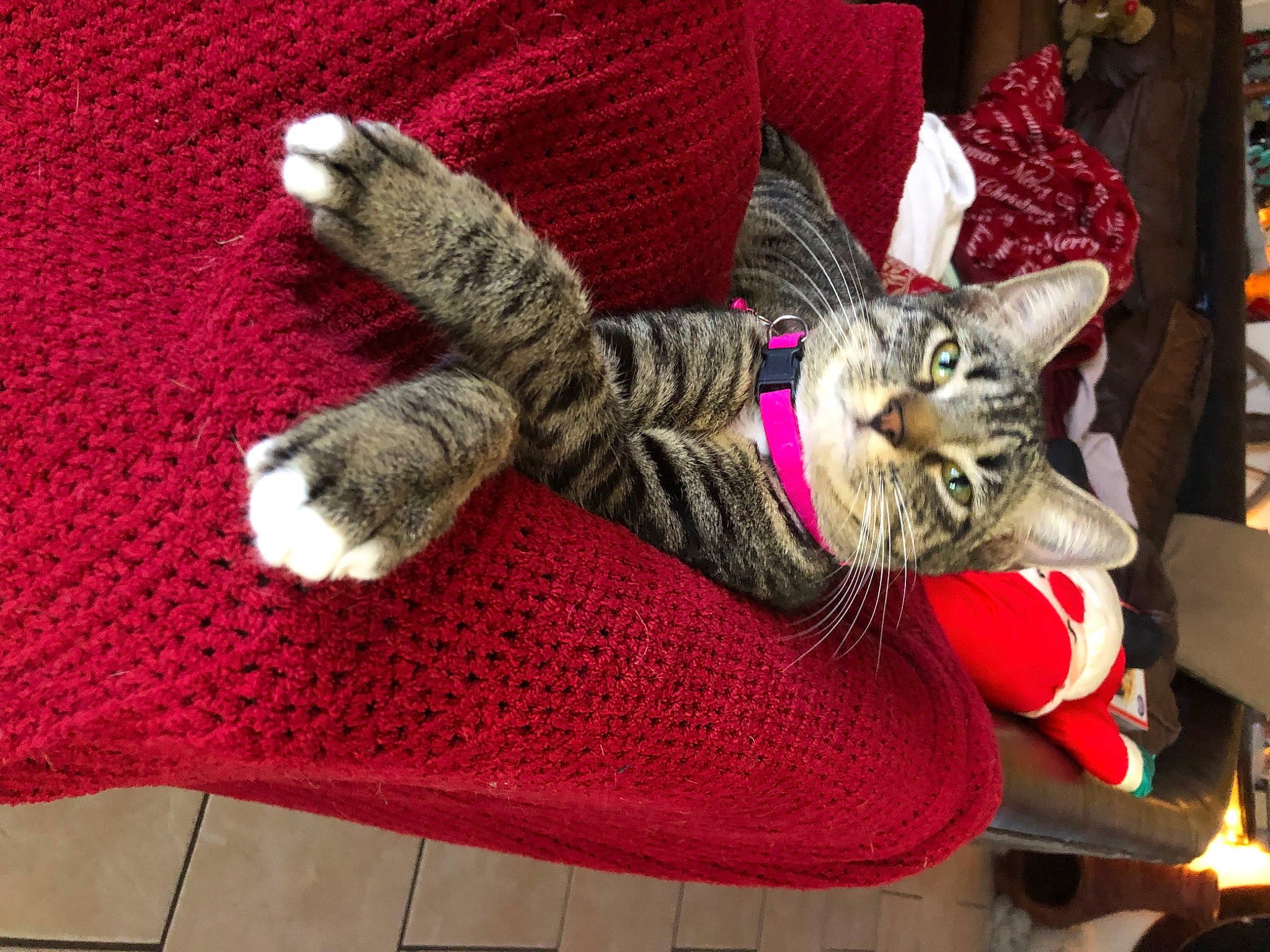 Lilbit joined the competition — help win amazing prizes! carnivore, cat, cat_supply, claw, comfort, domestic_short_haired_cat, fashion_accessory, felidae, fur, linens, magenta, pattern, small_to_medium_sized_cats, snout, tail, textile, thread, tree, whiskers, woolen