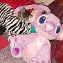 Nika joined the competition — help win amazing prizes! animal, bed, comfort, cozy, cuddly, cute, feline, indoor, kitten, nap, pillow, pink, plush, purple, red_blanket, resting, sleeping, soft_toy, stuffed_animal, zebra_print
