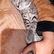 Nika joined the competition — help win amazing prizes! animal, blanket, brown, cat, comfort, cozy, cute, domestic_animal, fur, hand, indoor, kitten, paw, pet, relaxation, resting, sleeping, snuggling, soft, tabby