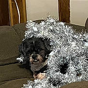 Zoie is registered to the contest to win money with this photo: animal, brown_couch, cheerful, christmas, cozy, cute, dog, face, festive, fur, furry, holiday_decor, home, indoor, pet, relaxed, silver, small_dog, snout, tinsel