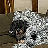 animal, brown_couch, cheerful, christmas, cozy, cute, dog, face, festive, fur, furry, holiday_decor, home, indoor, pet, relaxed, silver, small_dog, snout, tinsel