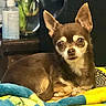 Nana is registered to the contest to win money with this photo: animal, blanket, brown, chihuahua, close_up, companion, cozy, curious, cute, dog, ears_up, eyes, fur, furniture, household_items, indoors, lying_down, pet, relaxed, small_dog