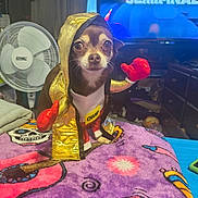 Nana is registered to the contest to win money with this photo: animal, blanket, boxing_gloves, champion_tag, chihuahua, costume, cute, dog, fan, furniture, gold_robe, indoor, looking_at_camera, pet, pet_clothing, portrait, purple_blanket, room, small_dog, television