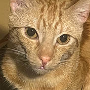 Leonidas is registered to the contest to win money with this photo: animal, cat, close_up, curious, cute, domestic_animal, ears, eyes, face, feline, fur, indoor, looking, mammal, mouth, nose, orange_tabby, pet, portrait, whiskers