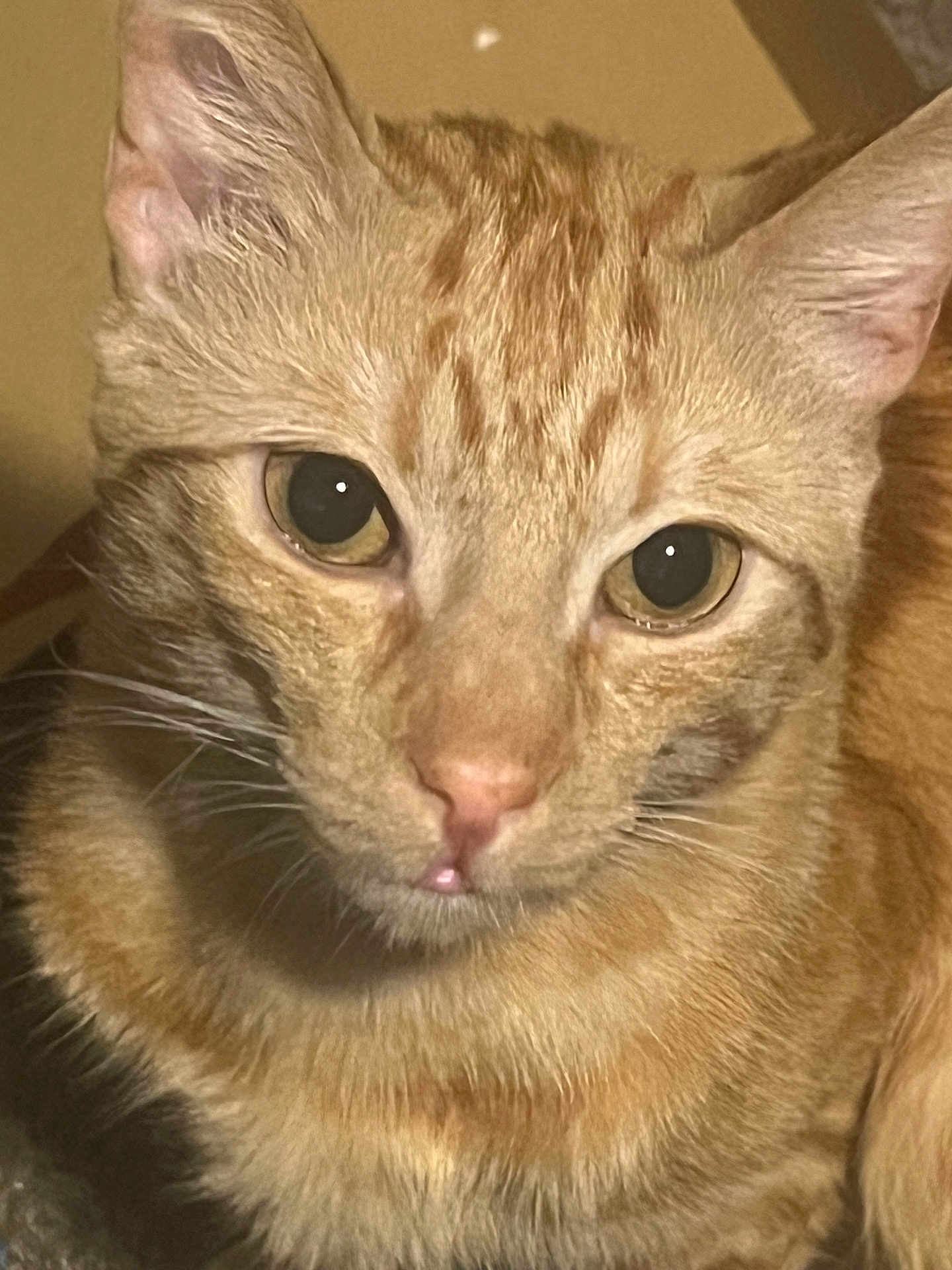 Leonidas