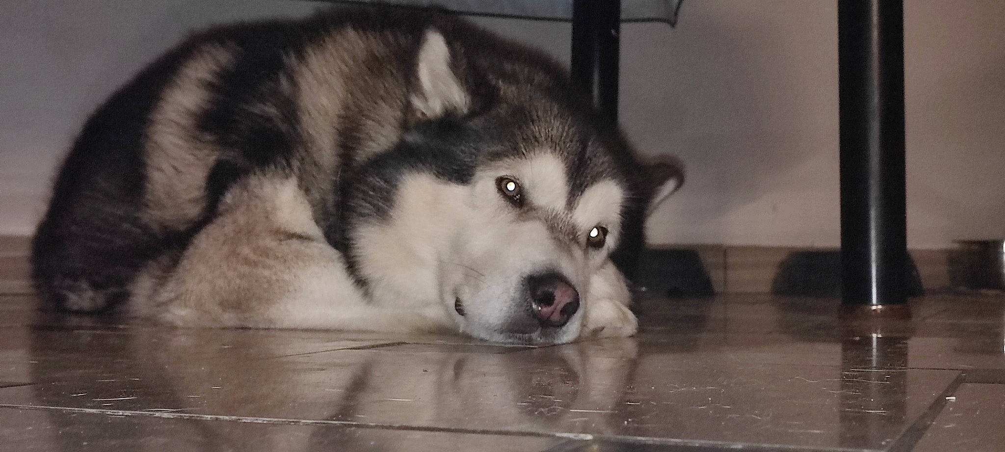 Maska a rejoint le concours — aidez-le/la à gagner de superbes lots ! canidae, canis, carnivore, companion_dog, dog, dog_breed, flooring, fur, monochrome, monochrome_photography, non_sporting_group, siberian_husky, sled_dog, snout, sporting_group, terrestrial_animal, whiskers, wildlife, working_animal, working_dog