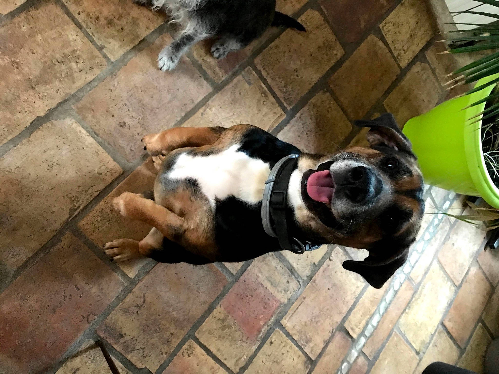 Balou a rejoint le concours — aidez-le/la à gagner de superbes lots ! canidae, carnivore, collar, companion_dog, dog, dog_breed, dog_collar, dog_supply, fawn, flooring, fur, pet_supply, scent_hound, sidewalk, snapshot, snout, sporting_group, tail, wood, working_animal