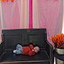Robert is registered to the contest to win money with this photo: baby, bench, wooden_bench, child, clothing, curtain, flowers, orange_flowers, pink_curtain, plant, pot, vase, floor, laying_down, infant, person, indoor, decor, cozy, cute