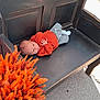Robert joined the competition — help win amazing prizes! baby, infant, bench, wooden_bench, orange_sweater, gray_pants, outdoor, plant, orange_plant, leaves, sunlight, shadow, asphalt, curtain, fabric, relaxing, child, person, casual_clothing, daytime