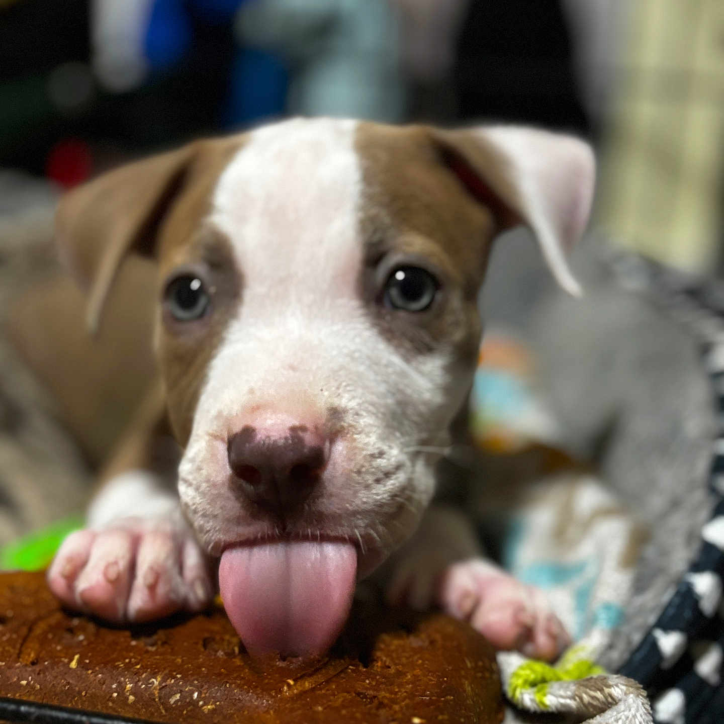 Breezy joined the competition — help win amazing prizes! animal, bed, blanket, brown, close_up, cozy, cute, dog, focus, indoor, paw, pet, playful, puppy, snout, soft, tongue, treat, white, young
