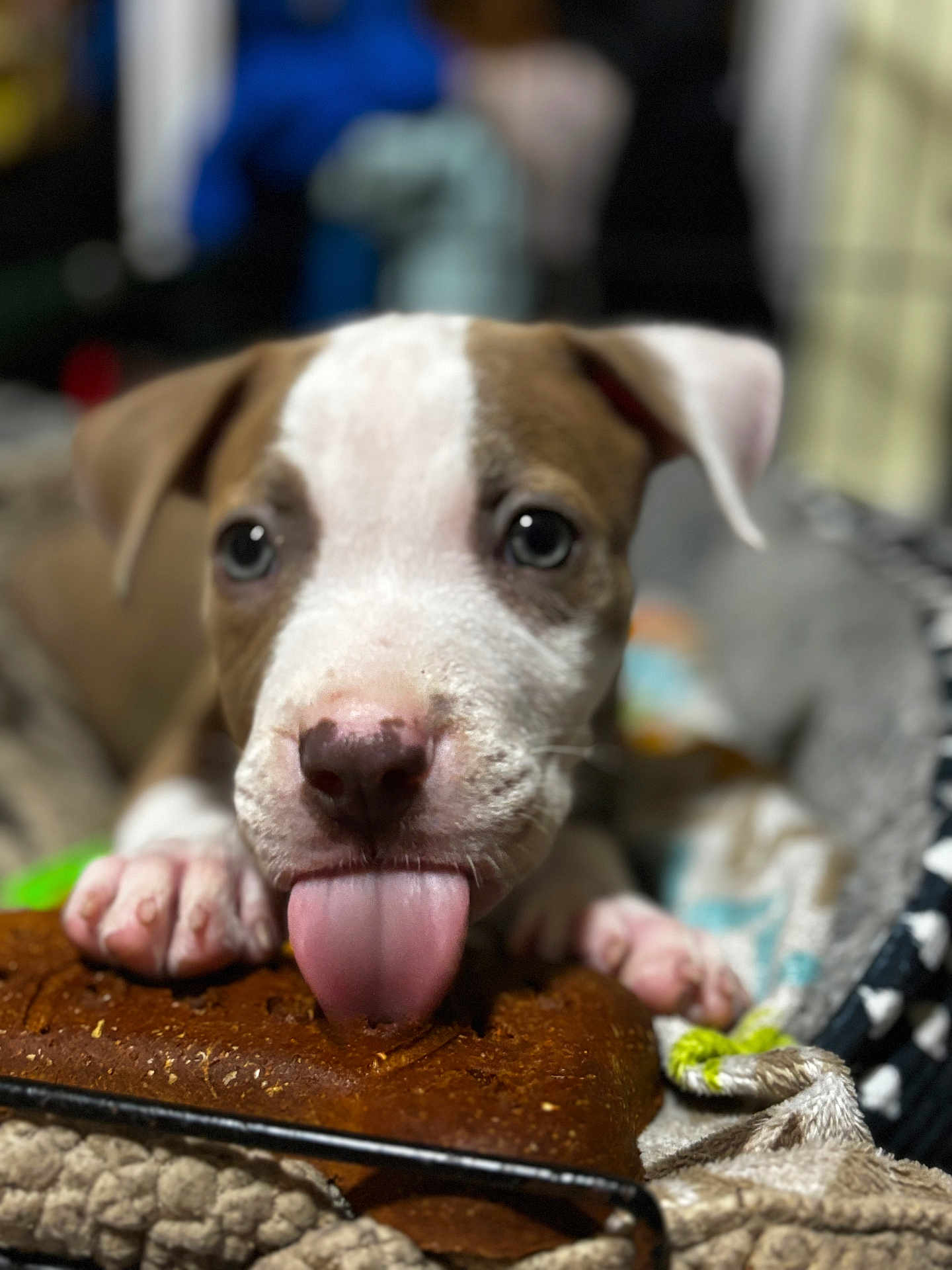 Breezy joined the competition — help win amazing prizes! puppy, dog, tongue, treat, close_up, bed, blanket, cute, pet, animal, brown, white, paw, snout, indoor, focus, soft, cozy, young, playful