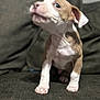 Breezy joined the competition — help win amazing prizes! puppy, dog, pet, brown_and_white, couch, indoor, young, cute, fur, animal, small, sitting, looking_up, whiskers, ears, front_legs, paw, nose, expression, domestic