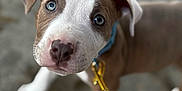 Breezy is registered to the contest to win money with this photo: puppy, dog, blue_eyes, collar, leash, pet, close_up, young_dog, canine, curious, outdoor, concrete, brown_and_white, animal, cute, domestic_animal, fur, portrait, walking, pet_accessory