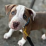 puppy, dog, blue_eyes, collar, leash, pet, close_up, young_dog, canine, curious, outdoor, concrete, brown_and_white, animal, cute, domestic_animal, fur, portrait, walking, pet_accessory