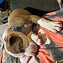 Breezy joined the competition — help win amazing prizes! puppy, dog, sleeping, cute, cozy, tie_dye, fabric, paw, relaxation, pet, animal, brown, white, collar, indoor, close_up, resting, soft, adorable, companion