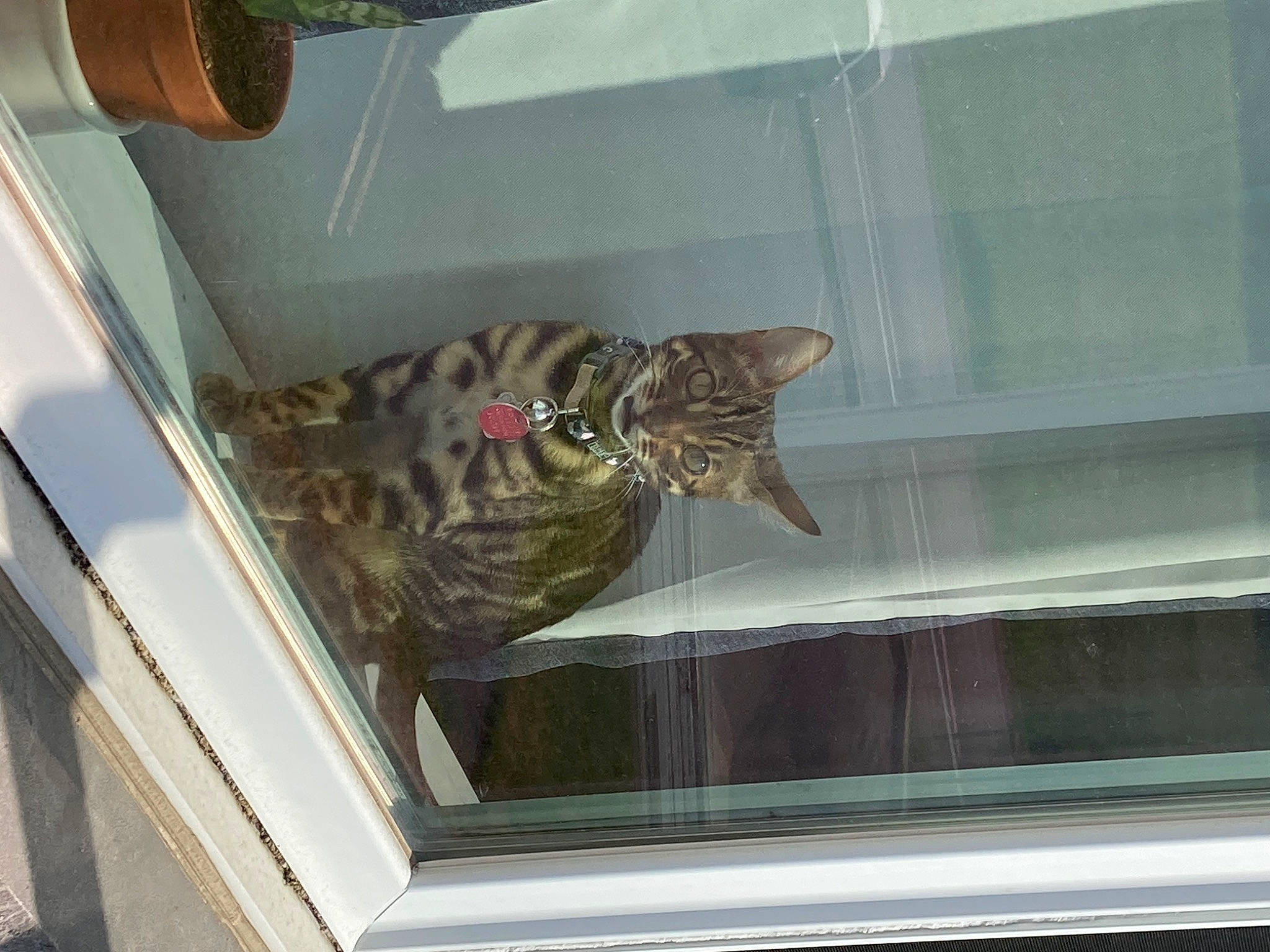 Chaï a rejoint le concours — aidez-le/la à gagner de superbes lots ! carnivore, cat, ceiling, daylighting, felidae, fish, fixture, fur, glass, military_camouflage, molding, pattern, reptile, room, small_to_medium_sized_cats, terrestrial_animal, window, wood