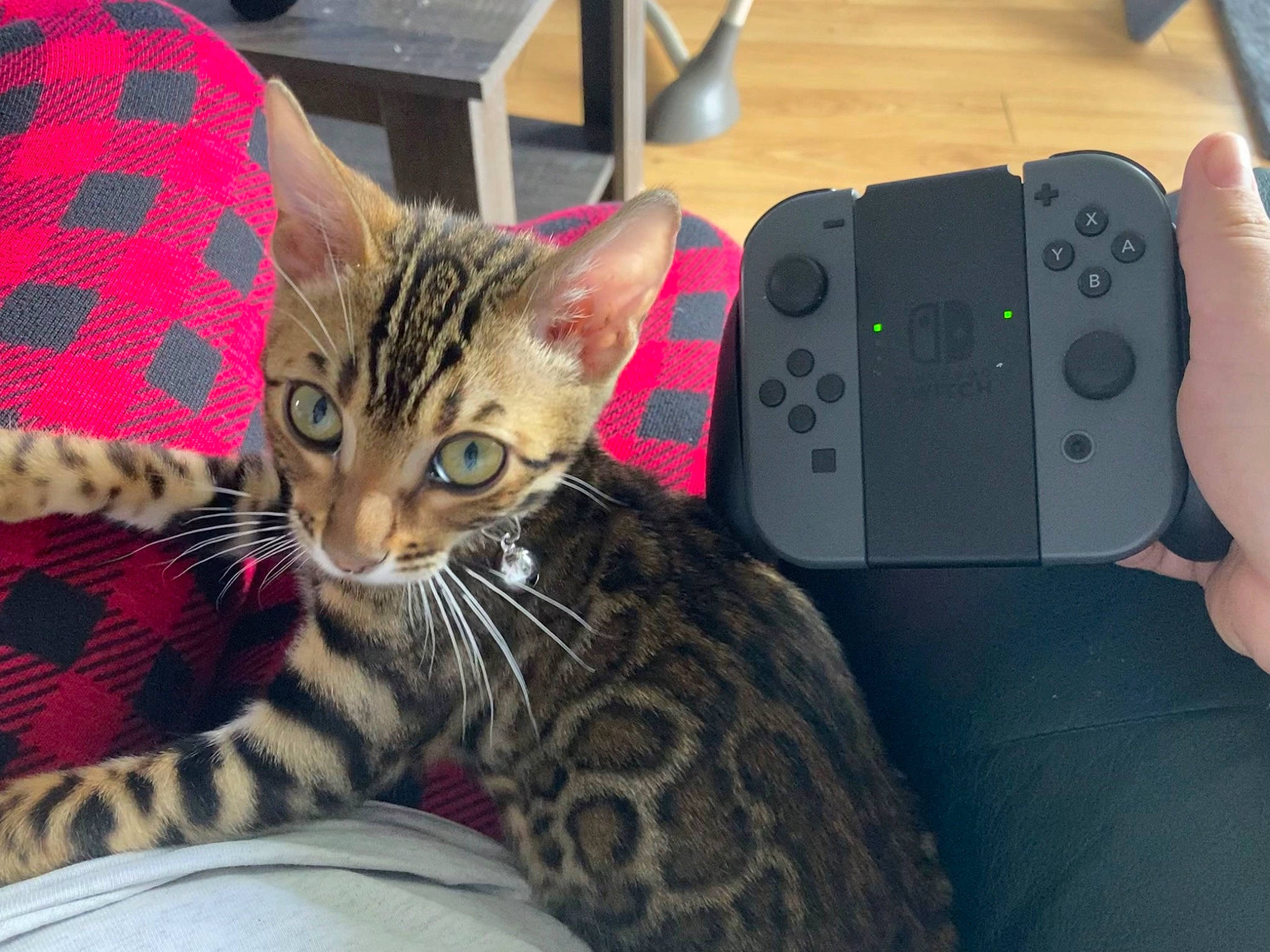 Chaï participe au concours pour gagner de l'argent avec cette photo : carnivore, cat, comfort, domestic_short_haired_cat, fawn, felidae, fur, gadget, game_controller, home_game_console_accessory, input_device, joystick, musical_instrument, paw, remote_control, small_to_medium_sized_cats, snout, video_game_accessory, video_game_console, whiskers
