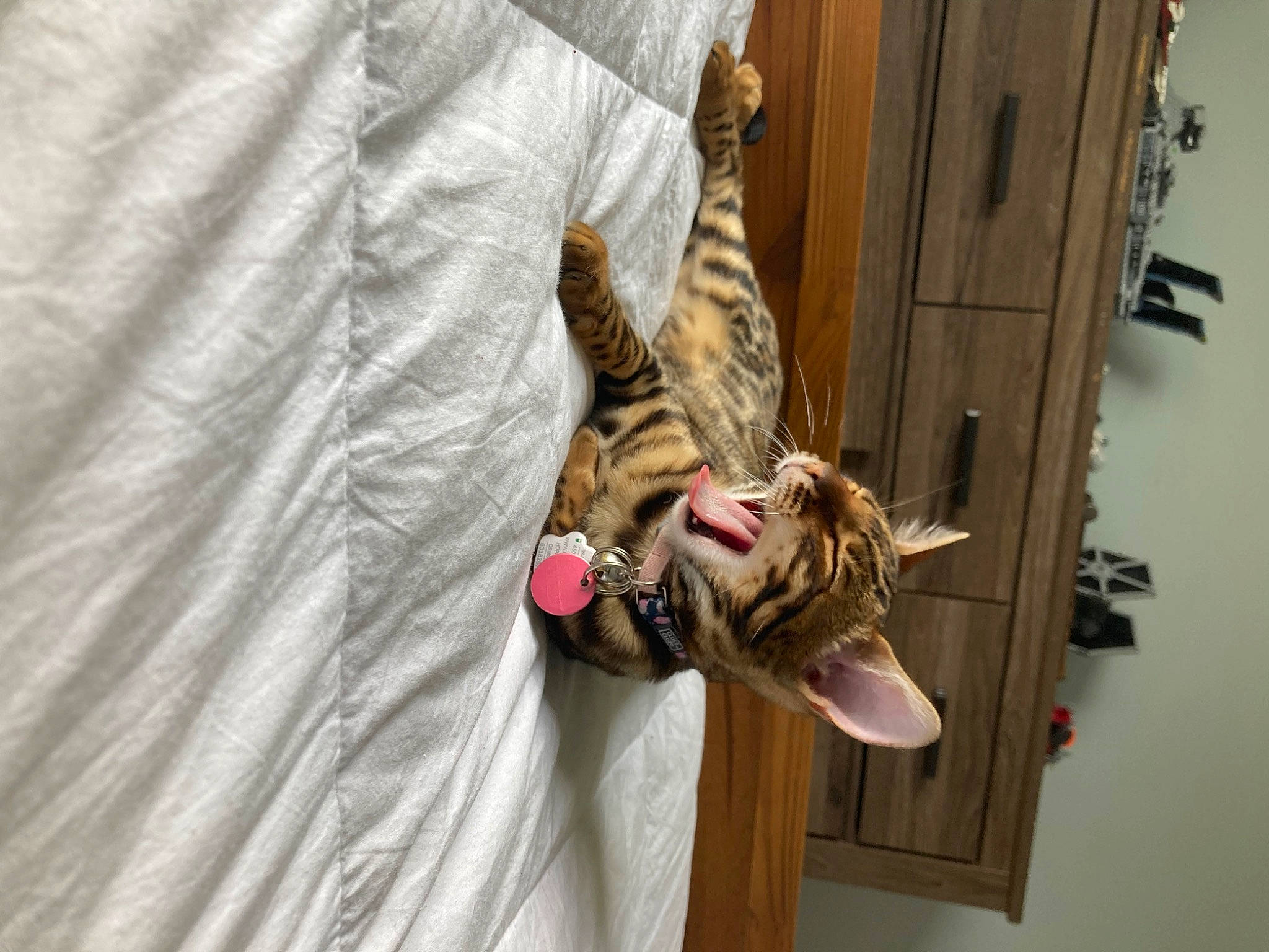 Chaï a rejoint le concours — aidez-le/la à gagner de superbes lots ! canidae, carnivore, cat, comfort, companion_dog, dog_breed, domestic_short_haired_cat, door, door_handle, fawn, felidae, fur, reptile, room, small_to_medium_sized_cats, snout, sporting_group, tail, whiskers, wood