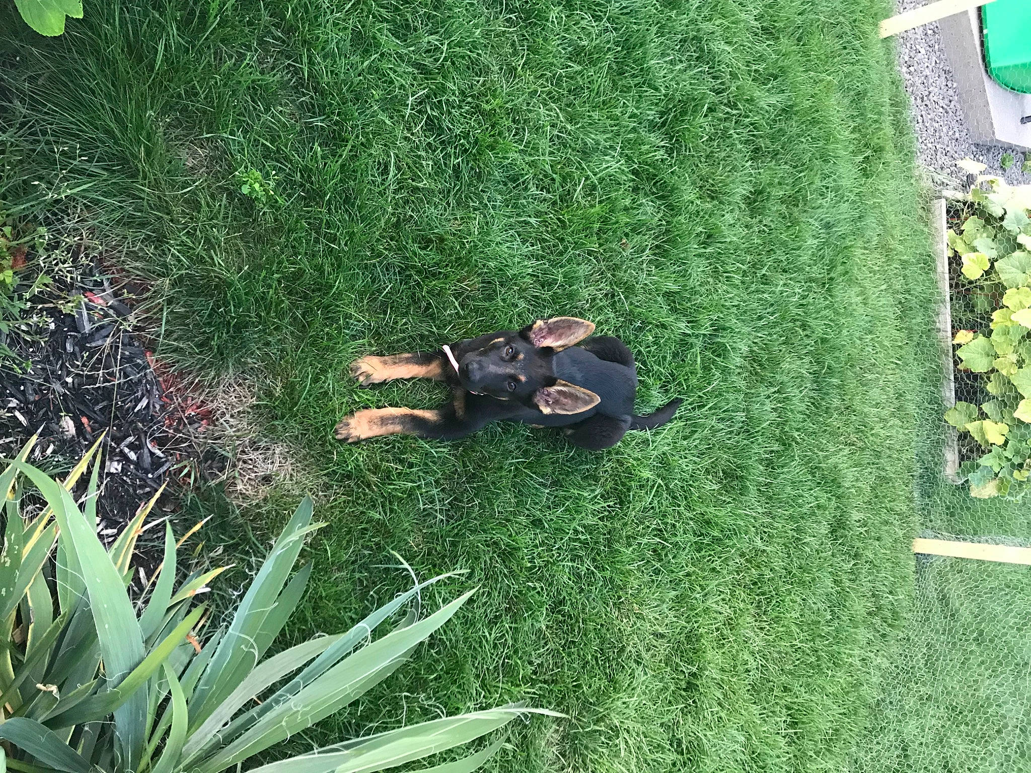 Abby a rejoint le concours — aidez-le/la à gagner de superbes lots ! biome, flooring, garden, grass, grass_family, grassland, green, groundcover, landscape, landscaping, lawn, leisure, pasture, people_in_nature, plant, shadow, shrub, terrestrial_plant, tree, vegetation