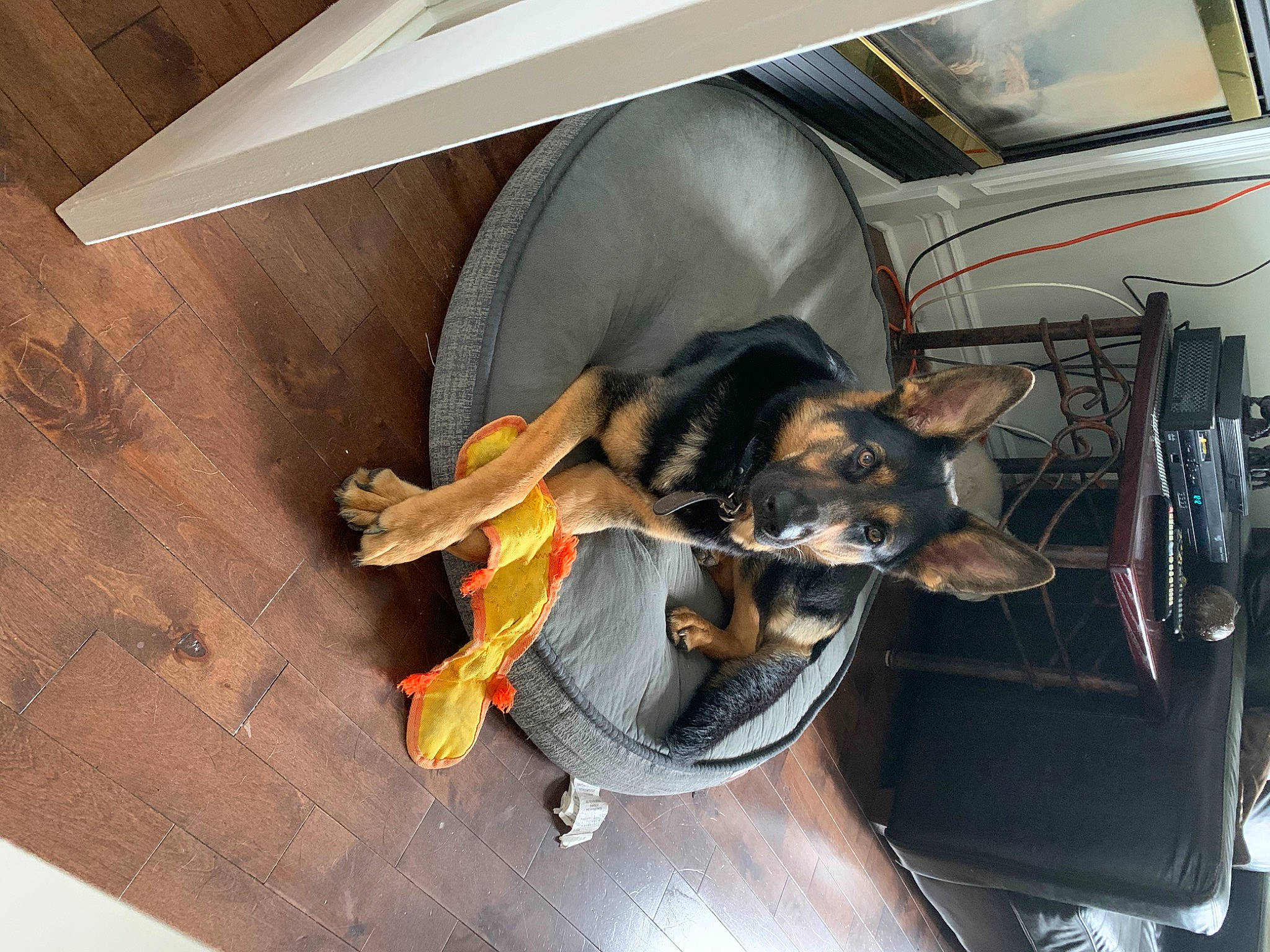 Abby participe au concours pour gagner de l'argent avec cette photo : auto_part, automotive_design, automotive_exterior, automotive_tire, canidae, carnivore, companion_dog, dog, dog_breed, dog_supply, fender, flooring, hardwood, motor_vehicle, room, sporting_group, toy_dog, vehicle, vehicle_door, wood