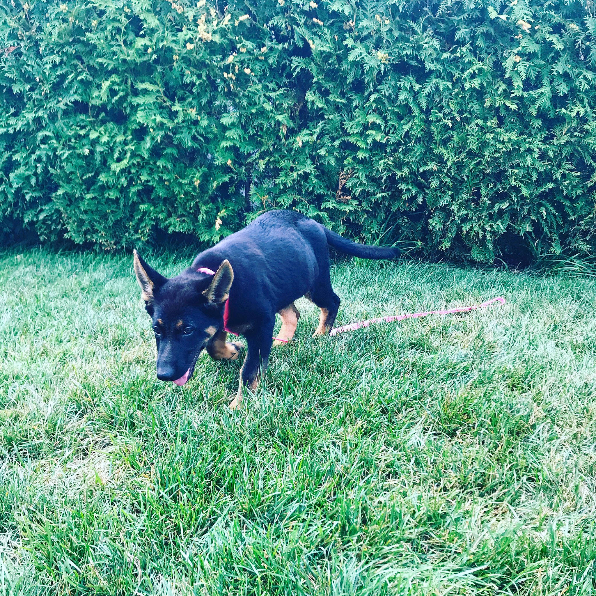 Abby a rejoint le concours — aidez-le/la à gagner de superbes lots ! canidae, carnivore, companion_dog, dog, dog_breed, grass, groundcover, guard_dog, herding_dog, lawn, non_sporting_group, plant, prazsky_krysarik, snout, sporting_group, tail, tints_and_shades, toy_dog, working_animal, working_dog