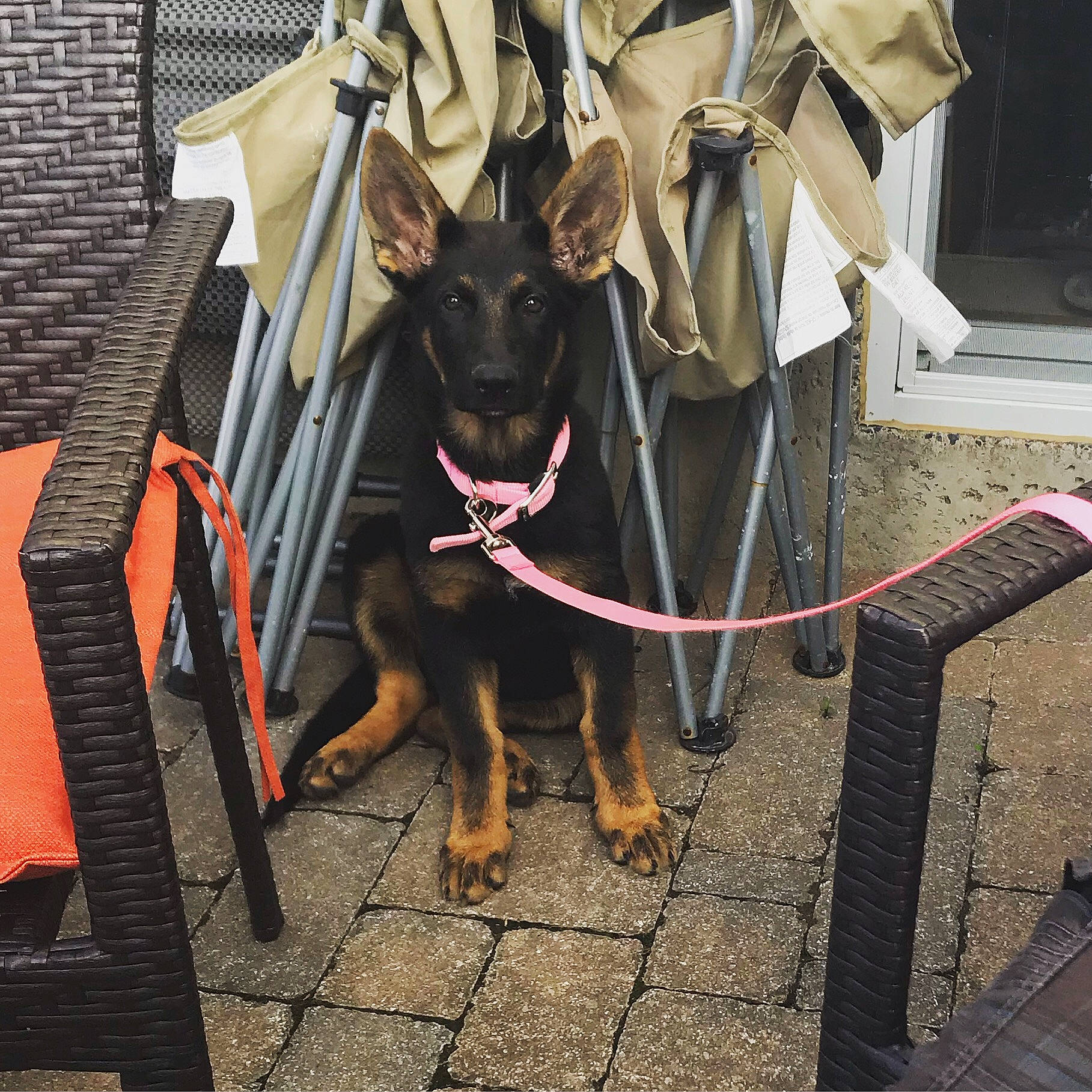 Abby a rejoint le concours — aidez-le/la à gagner de superbes lots ! canidae, carnivore, collar, companion_dog, dog, dog_breed, dog_collar, dog_supply, fashion_accessory, fawn, guard_dog, leash, metal, pet_supply, road_surface, snout, sporting_group, toy_dog, working_animal, working_dog