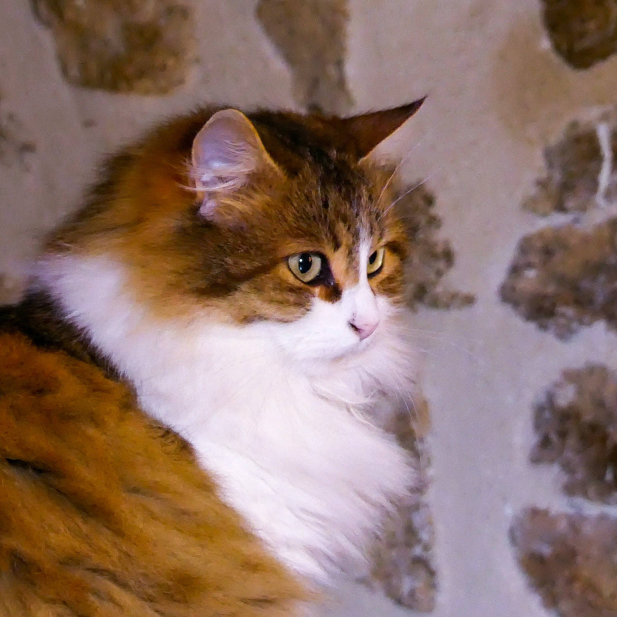 Irma participe au concours pour gagner de l'argent avec cette photo : brown, carnivore, cat, fawn, felidae, fur, iris, liver, small_to_medium_sized_cats, snout, vertebrate, whiskers