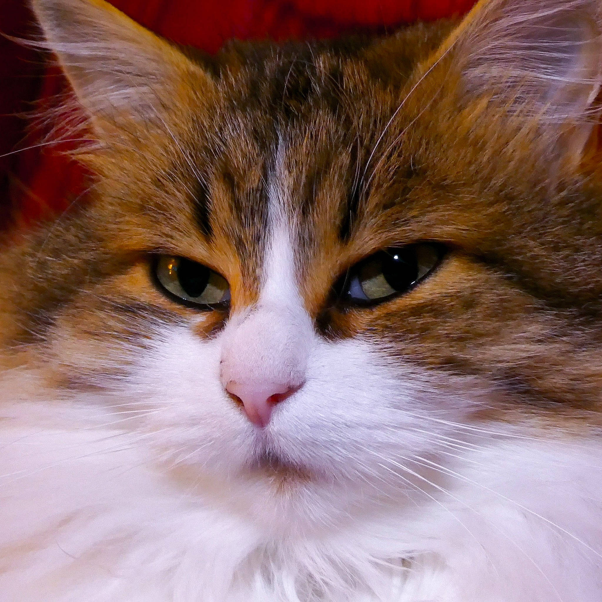 Irma participe au concours pour gagner de l'argent avec cette photo : carnivore, cat, fawn, felidae, fur, iris, small_to_medium_sized_cats, snout, vertebrate, whiskers