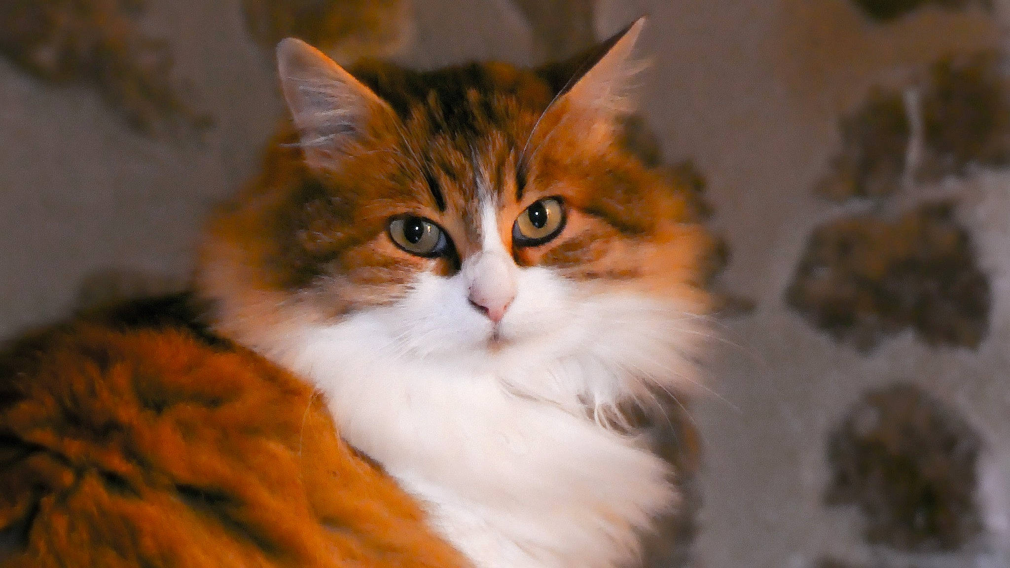 Irma a rejoint le concours — aidez-le/la à gagner de superbes lots ! carnivore, cat, facial_expression, fawn, felidae, fur, iris, orange, small_to_medium_sized_cats, snout, vertebrate, whiskers