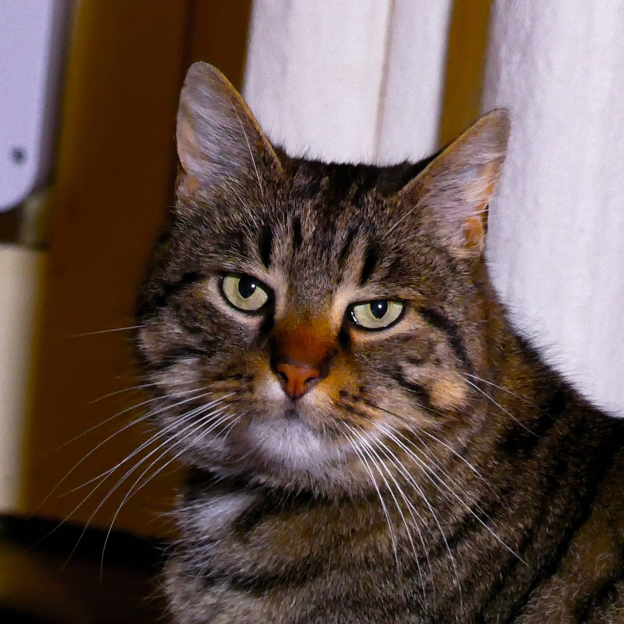 Iron a rejoint le concours — aidez-le/la à gagner de superbes lots ! brown, carnivore, cat, domestic_short_haired_cat, european_shorthair, fawn, felidae, fur, iris, mammal, small_to_medium_sized_cats, snout, tabby_cat, terrestrial_animal, vertebrate, whiskers, yellow