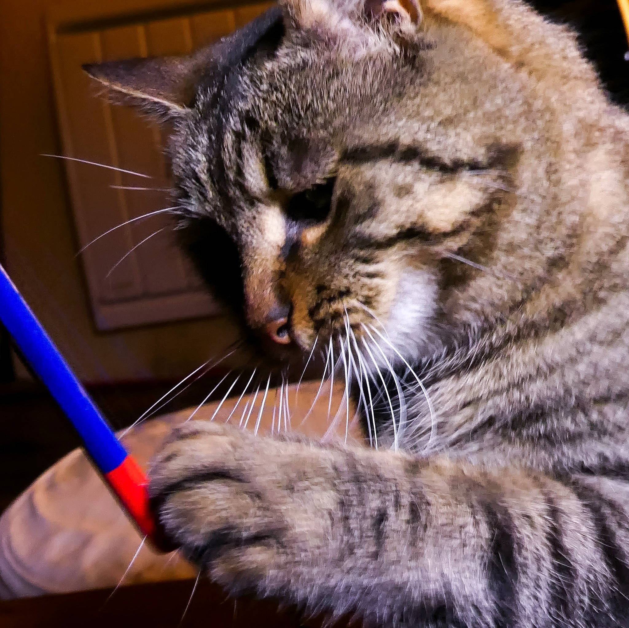 Iron a rejoint le concours — aidez-le/la à gagner de superbes lots ! carnivore, cat, curious, domestic_short_haired_cat, felidae, fur, natural_material, pet_supply, small_to_medium_sized_cats, snout, terrestrial_animal, vertebrate, whiskers