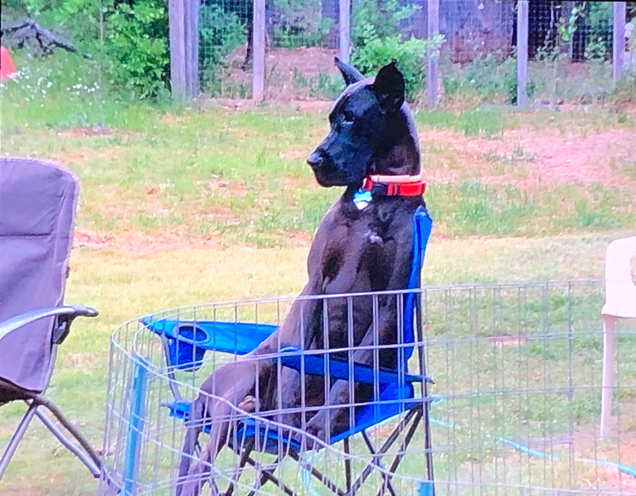 Ripley is registered to the contest to win money with this photo: animal_sports, canidae, carnivore, chair, collar, dog, dog_agility, dog_breed, dog_sports, dog_supply, electric_blue, leisure, old_german_shepherd_dog, pet_supply, plant, recreation, shopping_cart, sporting_group, tree, working_animal