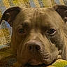 dog, close_up, resting, blanket, patterned, brown_dog, indoor, pet, canine, face, ears, snout, fur, lying_down, comfort, cozy, animal, portrait, expression, home
