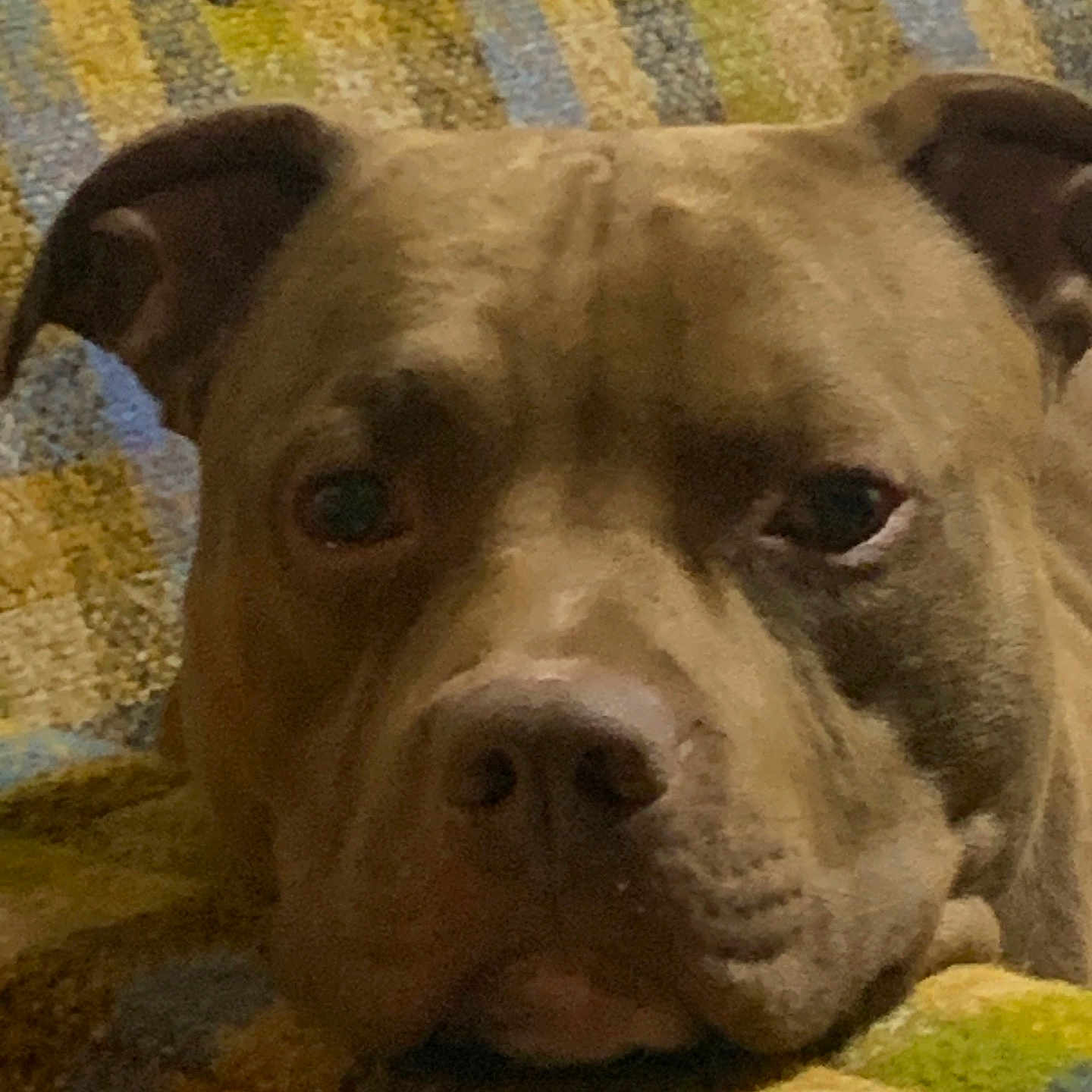 Brutus