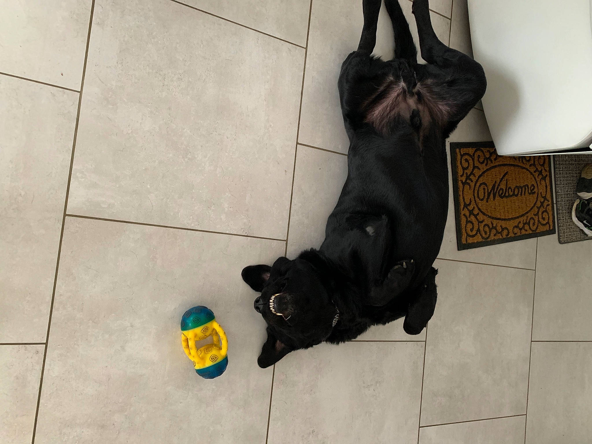 Lupo participe au concours pour gagner de l'argent avec cette photo : art, canidae, carnivore, companion_dog, dog, dog_breed, dog_supply, fashion_accessory, fawn, floor, flooring, font, fur, human_leg, pet_supply, road_surface, sidewalk, snout, sporting_group, tail