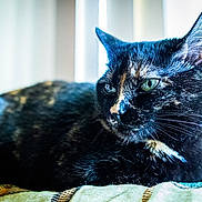 Cosmo is registered to the contest to win money with this photo: cat, tortoiseshell, pet, animal, indoor, feline, resting, looking_away, whiskers, ears, green_eyes, fur, closeup, portrait, soft_light, window_blinds, home, relaxed, patterned_surface, domestic_cat