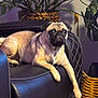 Luni Balluni is registered to the contest to win money with this photo: dog, pug, leather_chair, indoor, plant, basket, pet, animal, relaxing, furniture, stitching, paw, shadow, wall, greenery, cozy, casual, resting, home, decor