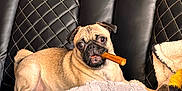 Luni Balluni joined the competition — help win amazing prizes! pug, dog, leather_couch, blanket, chew_stick, pet, animal, indoor, resting, fur, cute, companion, relaxed, two_dogs, canine, home, cozy, snack, seated, friendship