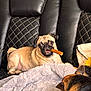 pug, dog, leather_couch, blanket, chew_stick, pet, animal, indoor, resting, fur, cute, companion, relaxed, two_dogs, canine, home, cozy, snack, seated, friendship
