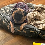 Luni Balluni joined the competition — help win amazing prizes! dog, pug, pet, bed, blanket, wooden_floor, indoor, clothing, canine, animal, resting, cute, small_dog, fur, paw, comfort, cozy, looking, toy, yellow