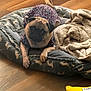 dog, pug, pet, bed, blanket, wooden_floor, indoor, clothing, canine, animal, resting, cute, small_dog, fur, paw, comfort, cozy, looking, toy, yellow