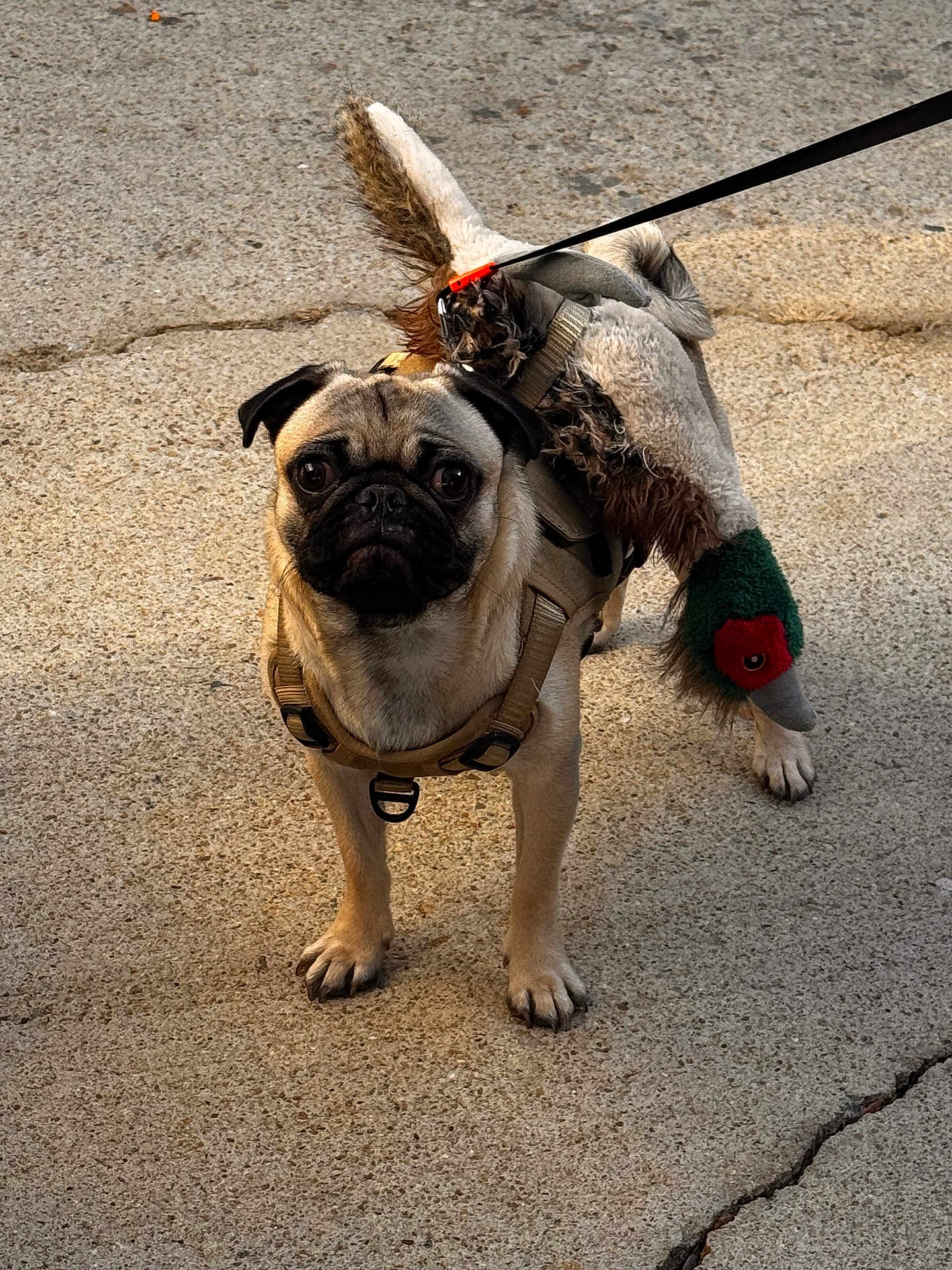 Luni Balluni is registered to the contest to win money with this photo: dog, pug, pet, animal, costume, duck_costume, harness, leash, outdoor, concrete, curious, standing, small_dog, cute, brown, black_face, short_hair, funny, walking, companion